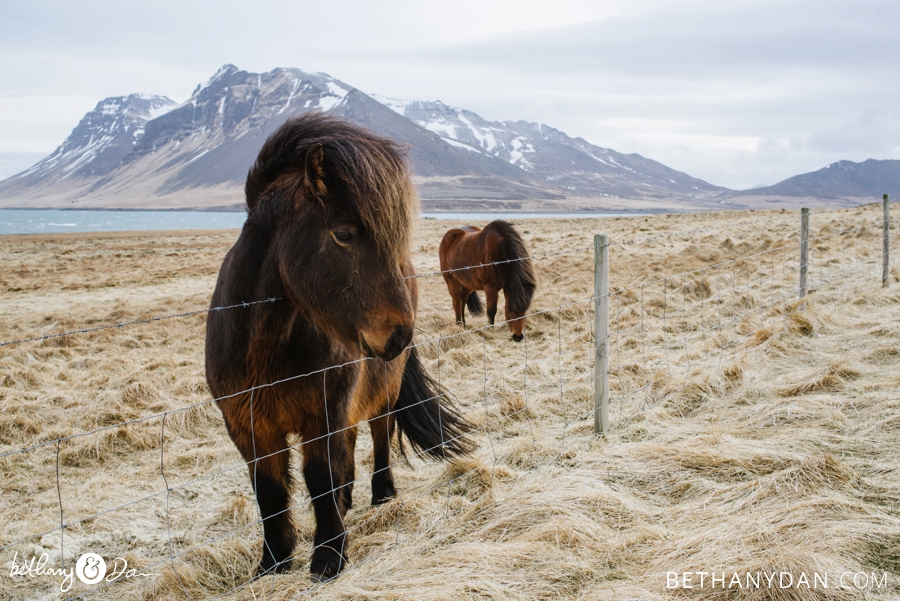 The horses in Iceland