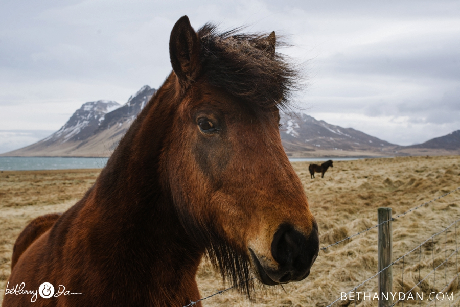 A horse in Iceland