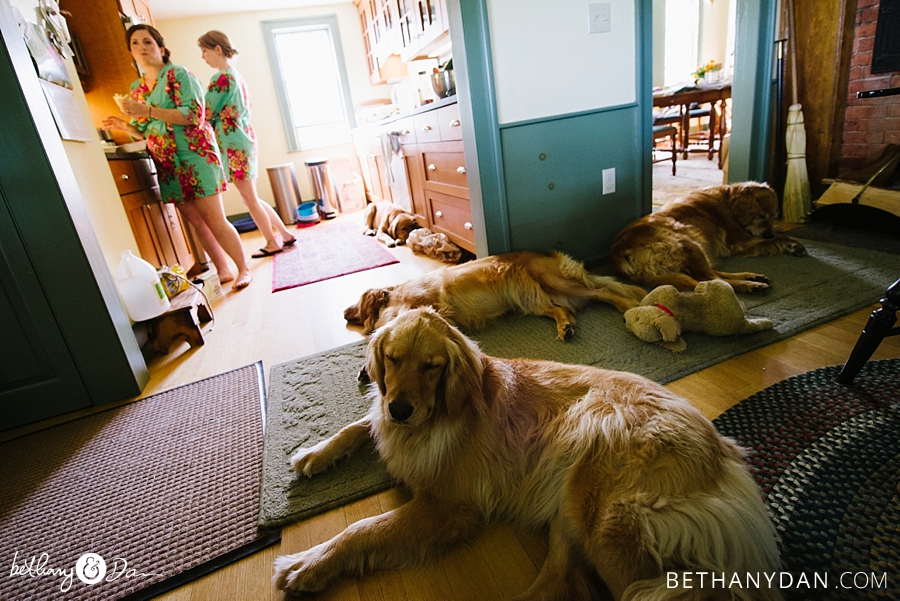 All the dogs lounging before the ceremony